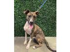 Adopt Sandy a Brindle American Pit Bull Terrier / Mixed dog in El Paso
