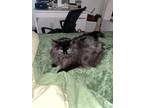 Adopt Frankie a Black (Mostly) Norwegian Forest Cat / Mixed (long coat) cat in
