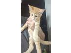 Adopt Biscuits a Orange or Red Domestic Shorthair / Mixed (short coat) cat in