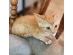 Adopt Claude a Orange or Red Domestic Shorthair / Mixed cat in Tuscaloosa