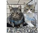Adopt Rosalind a Brown Tabby Domestic Shorthair (short coat) cat in Loveland