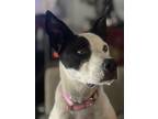 Adopt Chevy a White - with Black Whippet / Australian Cattle Dog / Mixed dog in