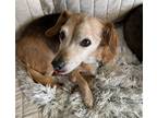 Adopt Doxy a Tricolor (Tan/Brown & Black & White) Beagle / Dachshund / Mixed dog