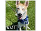 Adopt Wyatt a Husky dog in Denver, CO (38919320)