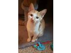 Adopt Sammy a Orange or Red Tabby Domestic Shorthair (short coat) cat in