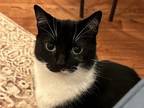 Adopt Thor a Black & White or Tuxedo Domestic Shorthair / Mixed (short coat) cat