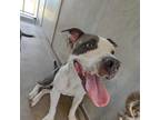 Adopt Melanie a White - with Tan, Yellow or Fawn Pit Bull Terrier / Mixed dog in