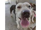 Adopt Melody a White - with Tan, Yellow or Fawn Pit Bull Terrier / Mixed dog in