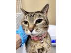 Adopt Lady a Domestic Shorthair / Mixed cat in Spokane Valley, WA (38919031)