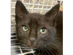 Adopt Gus a Domestic Shorthair / Mixed cat in Spokane Valley, WA (38919029)