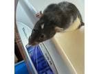 Adopt Wurmshwanz a Rat small animal in Spokane Valley, WA (38918999)