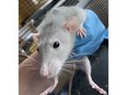 Adopt Tod a Rat small animal in Spokane Valley, WA (38918998)