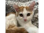 Adopt Snickerdoodle a Tan or Fawn Tabby Domestic Mediumhair / Mixed cat in