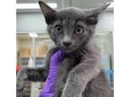 Adopt Vinyl a Gray or Blue Domestic Shorthair / Mixed cat in Westminster