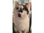 Adopt Lily a Black & White or Tuxedo Domestic Shorthair (short coat) cat in