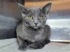 Adopt Rain Berry a Gray or Blue Domestic Shorthair / Mixed cat in Millersville