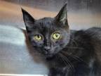 Adopt Riptide Rush a Black (Mostly) Domestic Shorthair / Mixed cat in