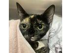 Adopt Bianca a Domestic Shorthair / Mixed cat in Birmingham, AL (38918869)