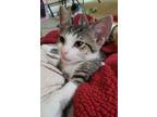Adopt Havoc a Brown Tabby Domestic Shorthair (short coat) cat in Bedminster
