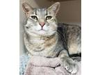Adopt Nefertiti a Gray or Blue American Shorthair (short coat) cat in Pagosa