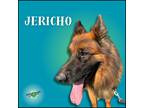 Adopt Jericho a Black - with Brown, Red, Golden, Orange or Chestnut German