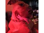 Adopt Alexxus a Tan/Yellow/Fawn Pit Bull Terrier / Hound (Unknown Type) / Mixed