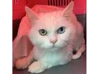 Adopt Anjelica Kuwait a White Domestic Longhair / Mixed cat in Merrifield