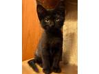 Adopt Sylvester a All Black Domestic Shorthair (short coat) cat in Sioux Falls
