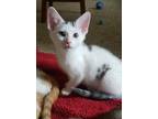 Adopt Chaos a White (Mostly) Domestic Shorthair (short coat) cat in Kingsport