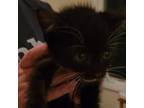 Adopt Olive -20720 a All Black Domestic Shorthair / Mixed cat in Laurel