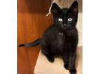 Adopt Seymore a All Black Domestic Shorthair (short coat) cat in Sioux Falls