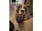 Adopt Palou a Brindle - with White Pit Bull Terrier / Mixed dog in Indianapolis