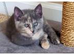Adopt Baby a Tortoiseshell Domestic Shorthair (short coat) cat in Milford