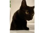 Adopt Ruby Roo a All Black Domestic Shorthair / Mixed (short coat) cat in