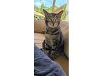 Adopt Pendelton a Gray or Blue Domestic Shorthair / Mixed (short coat) cat in