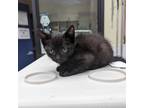 Adopt Johnny Cash a All Black Domestic Shorthair / Mixed cat in Galveston