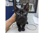 Adopt Merle Haggard a All Black Domestic Shorthair / Mixed cat in Galveston
