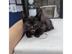 Adopt Waylon Jennings a All Black Domestic Shorthair / Mixed cat in Galveston