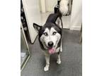 Adopt Buddy a Black - with White Husky / Mixed dog in Los Angeles, CA (38918053)