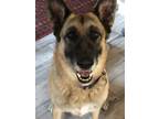 Adopt Scout a Black - with Tan, Yellow or Fawn German Shepherd Dog / Mixed dog