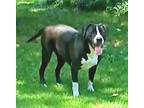 Adopt Layla a Black - with White Boxer / American Pit Bull Terrier / Mixed dog