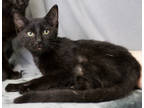 Adopt Piranha a All Black Domestic Shorthair / Domestic Shorthair / Mixed cat in