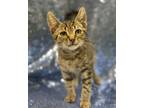 Adopt Zimmerman a Brown Tabby Domestic Shorthair / Mixed (short coat) cat in