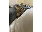 Adopt Samantha a Brown Tabby Tabby / Mixed cat in Adel, GA (38917789)