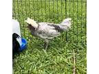 Adopt Hank a Chicken bird in Port Richey, FL (38917735)