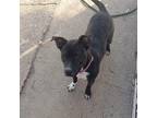 Adopt Izzy a Brindle - with White Pit Bull Terrier / Mixed dog in Carbondale
