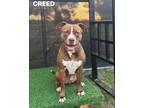 Adopt Creed a Brown/Chocolate - with White Pit Bull Terrier / Mixed dog in Fort