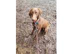 Adopt Saber a Brown/Chocolate - with White German Shorthaired Pointer / Mixed