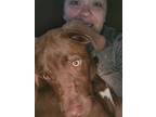 Adopt Tatum a Brown/Chocolate - with White American Pit Bull Terrier / Labrador