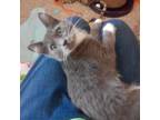 Adopt Doppler a Gray or Blue Domestic Mediumhair / Mixed cat in Kanab